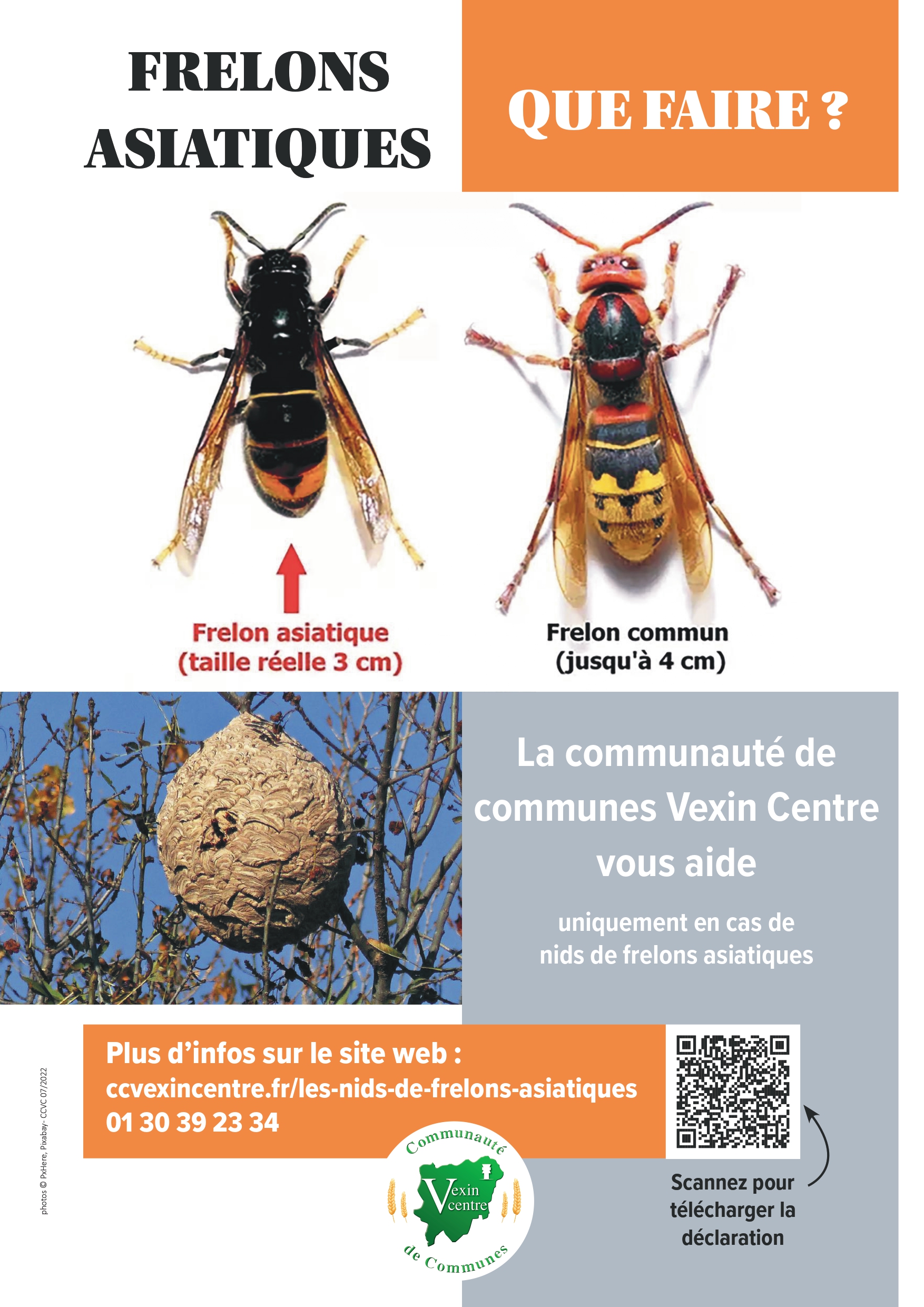 Affiche de prévention sur la destruction des nids de frelons asiatiques